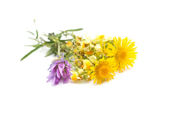 Flowers isolated on white background