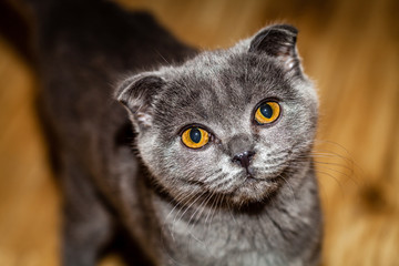 Color picture of Scottish Fold kitten, close-up - 140661196