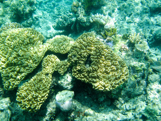 Naklejka na ściany i meble Underwater scene from Great Barrier Reef