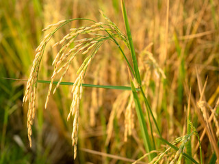 Rice field