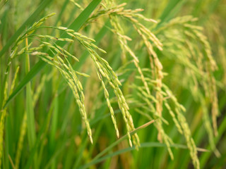 Fototapeta na wymiar Rice field