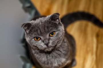 Color picture of Scottish Fold kitten, close-up - 140661507