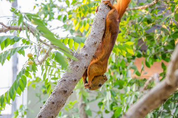 Young cute red Squirrel fur funny pet looking for food.