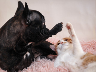 Cat and dog playing on the bed. Paws animal
