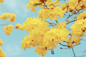 Yellow tabebuia flower blossom
