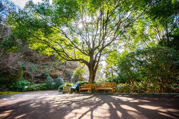 The sunlight shining through the branches of a large tree 