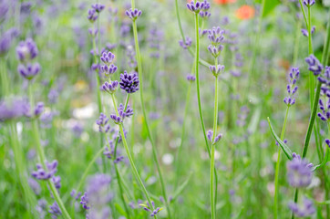 lavender