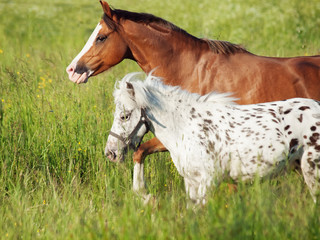 welsh pony and mini Appaloosa running  in the field