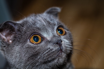 Color picture of Scottish Fold kitten, portret - 140662324