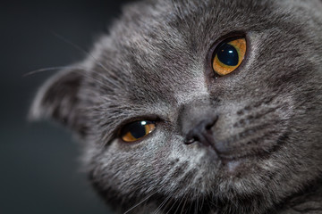 Color picture of Scottish Fold kitten, portret