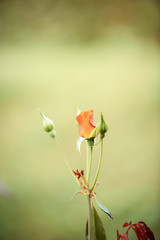 Fototapeta premium Rose flower in garden