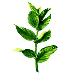 Fototapeta premium Branch of fresh raw green mint leaves, isolated, watercolor illustration on white