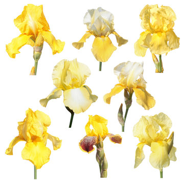 Set of yellow iris flowers isolated on white background