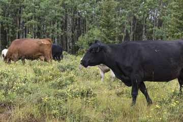 Glacier National Park, Montana, USA