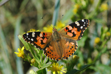Delicate Painted lady butterfly in the garden under the morning sunshine 