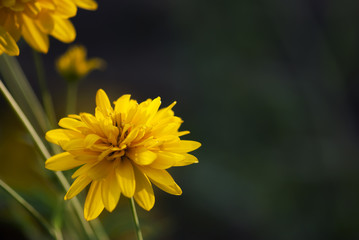 Obraz premium Coreopsis Flower