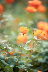 Rose flower in garden