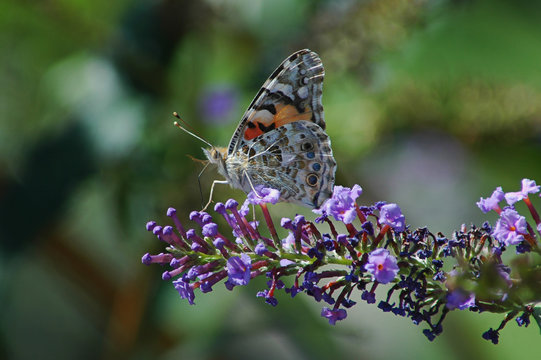 Ventral side of a Painted lady butterfly resting on a violet flower in the garden