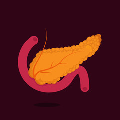 Pancreas vector illustration