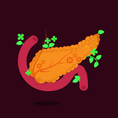 Pancreas vector illustration