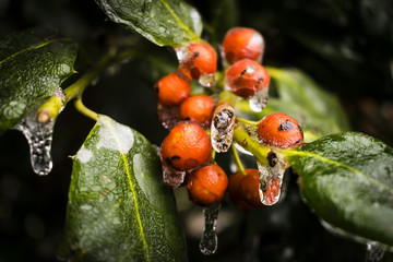 Holly Berries Covered in Ice
