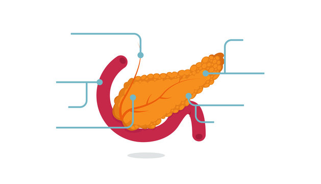Pancreas vector illustration