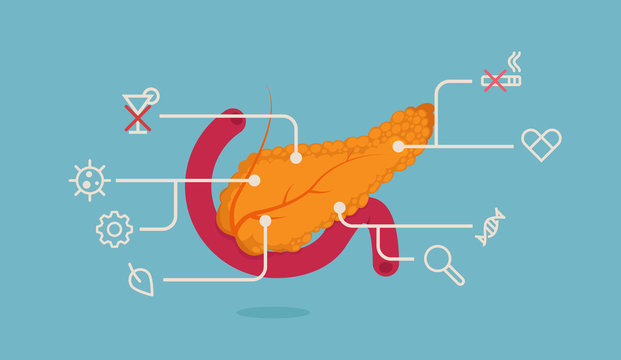 Pancreas vector illustration