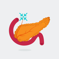 Pancreas vector illustration