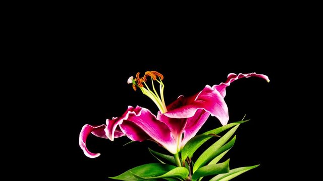 Time Lapse - Single Pink Oriental Lily Flower Blooming with Black Ground
