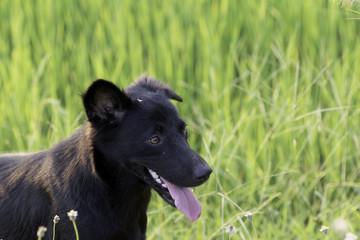 The black dog stands in a green meadow With sunshine at evening