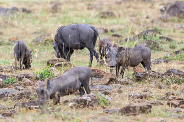 Family with Warthog grazing grass, among the rocks
