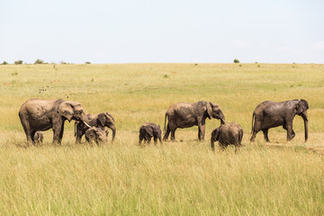 Naklejka na ściany i meble Elephants at a watering hole on the savanna in Masai Mara