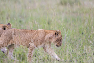 Lion cub walking in the grass on the savanna