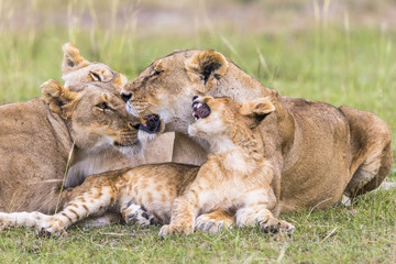 Fototapeta na wymiar Resting lions flock with a playful lion cub