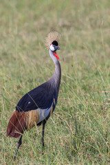 Grey Crowned Crane walking in the tall grass of the African savanna