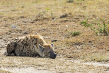 Tired Hyena lying and sleeping on the ground