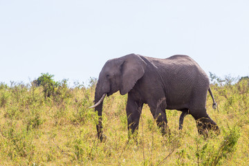 Fototapeta premium Elephant bull in the grass walks on savanna