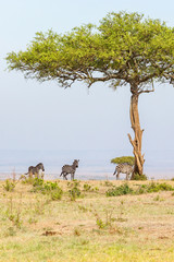Naklejka premium Zebras in the shade under a tree