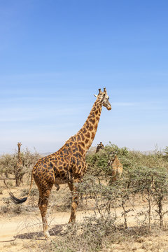 Flock of Giraffes among the trees on the savanna