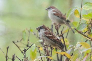 Two sparrows perched on a tree branch