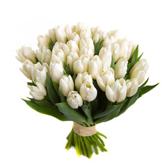 white tulips isolated on white