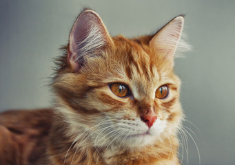 portrait of young red cat closeup