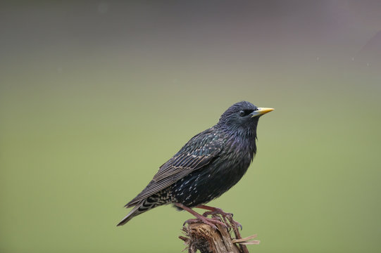 European Starling