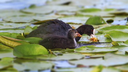 Eurasian or common coot, fulicula atra, duck and duckling