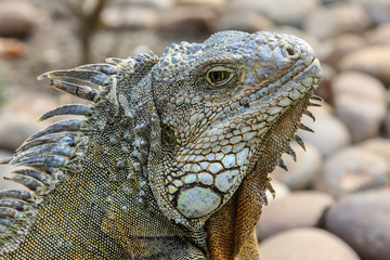 Portrait of an Green Iguana, Parque Seminario o Parque de las Iguanas, Guayaquil, Ecuador