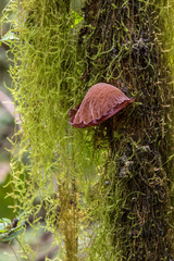 Tree Fungus at a moss-covered tree trunk, Santa Cruz, Galapagos 
