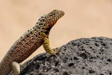 Galapagos lava lizard on lava rock, North Seymour, Galapagos, Ecuador