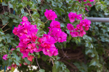 Blossoming bougainvillea flowers.