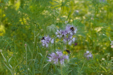 abeille butinant