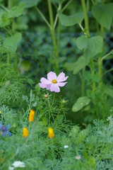 fleur  au soleil